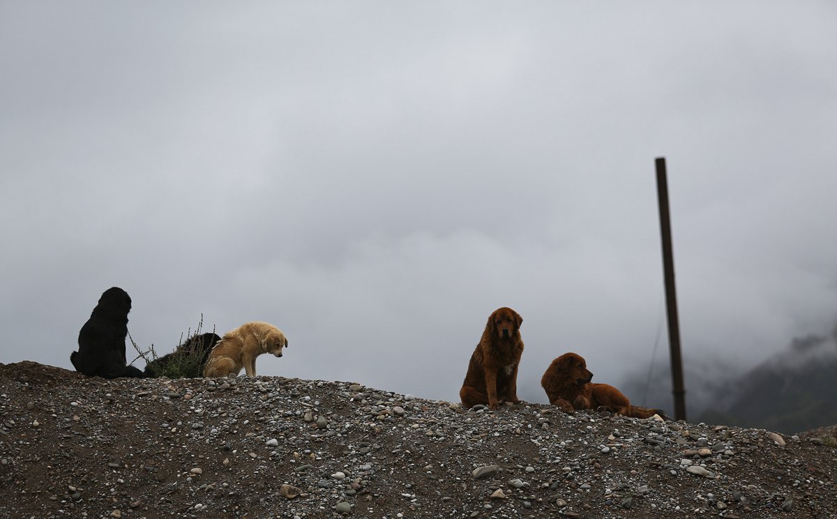 Yiwan28- 渝州雪豹队鏖战燕赵暴熊队,摔跤联赛惊险晋级,核心复出即建功。团队防守值得称道
